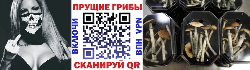 купить наркотик  Лебедянь  Галлюциногенные грибы прущие грибы 